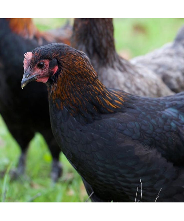 French Black Copper Marans