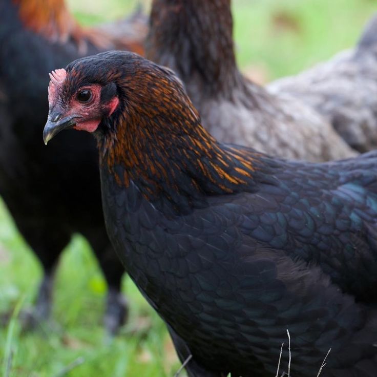 ***PREORDER*** 20 LEFT!! French Black Copper Marans Day Old Chicks