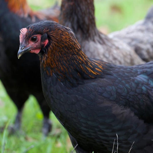 French Black Copper Marans - 12-14 Weeks Old