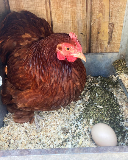 MitesBGone Herbal Blend For Nesting Boxes Or Dust Baths To Repel Mites