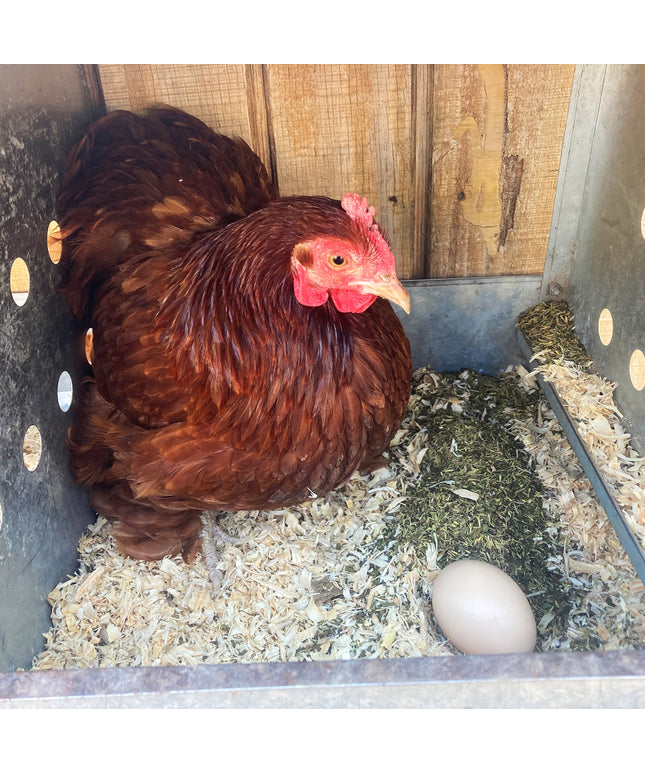 MitesBGone Herbal Blend For Nesting Boxes Or Dust Baths To Repel Mites