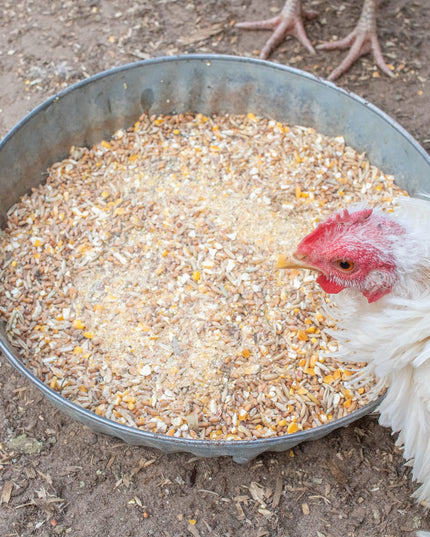 Fluffiest Feathers Ever! Chicken Feed Supplement For Great Feathers