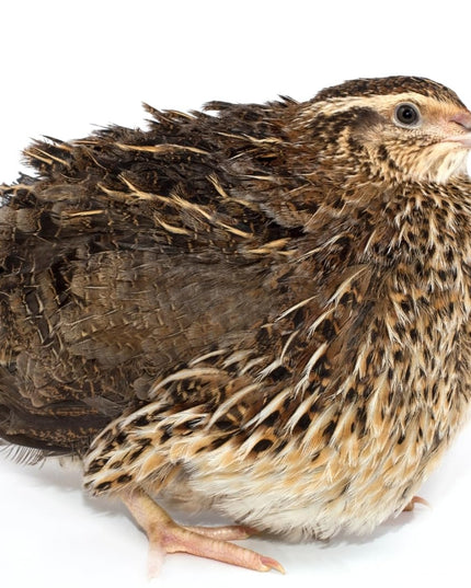 36 Quail Eggs for Hatching - (Online Only)