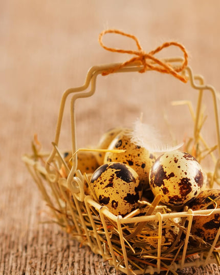 Empty Whole Eggshells Quail Eggs Hollowed - Set of 10 Cleaned Hollow Quail Eggs Perfect for Crafting and Decoration