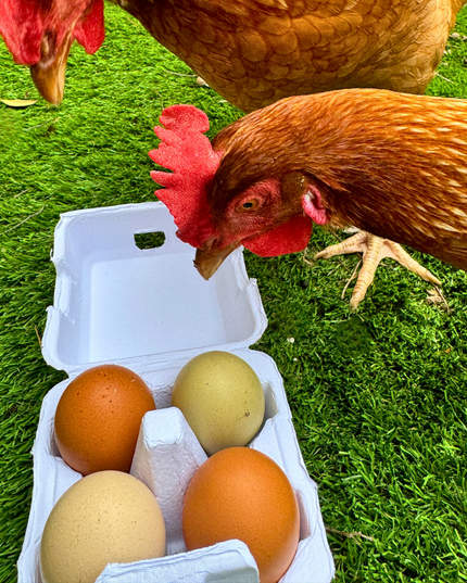 "Just Got Laid" 4-Egg Carton
