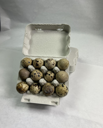 Fresh Quail Eggs Laid in the US