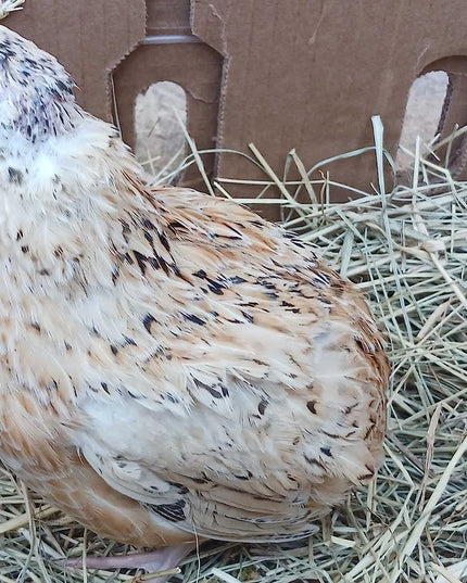 Jumbo Italian Quail Hatching Eggs
