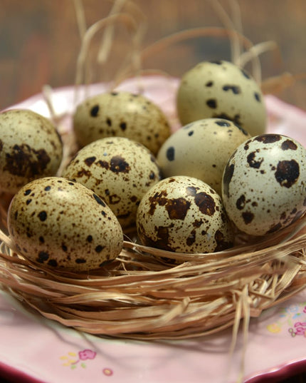 Empty Whole Eggshells Quail Eggs Hollowed - Set of 10 Cleaned Hollow Quail Eggs Perfect for Crafting and Decoration