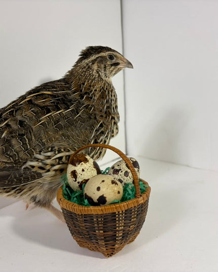 Fertile Quail Eggs – Choose Your Variety - (Online Only)