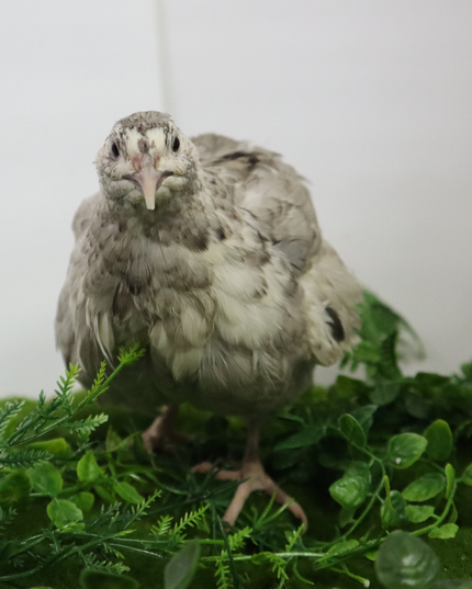 Andalusian Coturnix Quail Hatching Eggs - (Online Only)