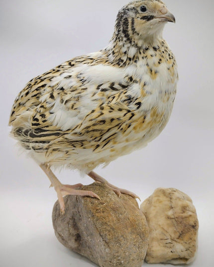 Jumbo Progressive Pied- Feather Sexable hatching eggs