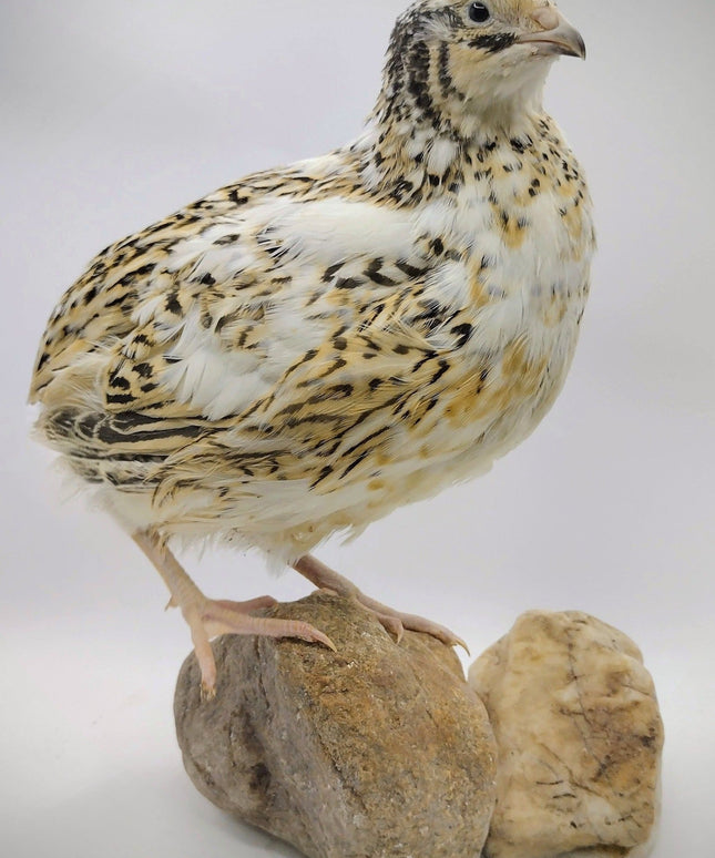 Jumbo Progressive Pied- Feather Sexable hatching eggs