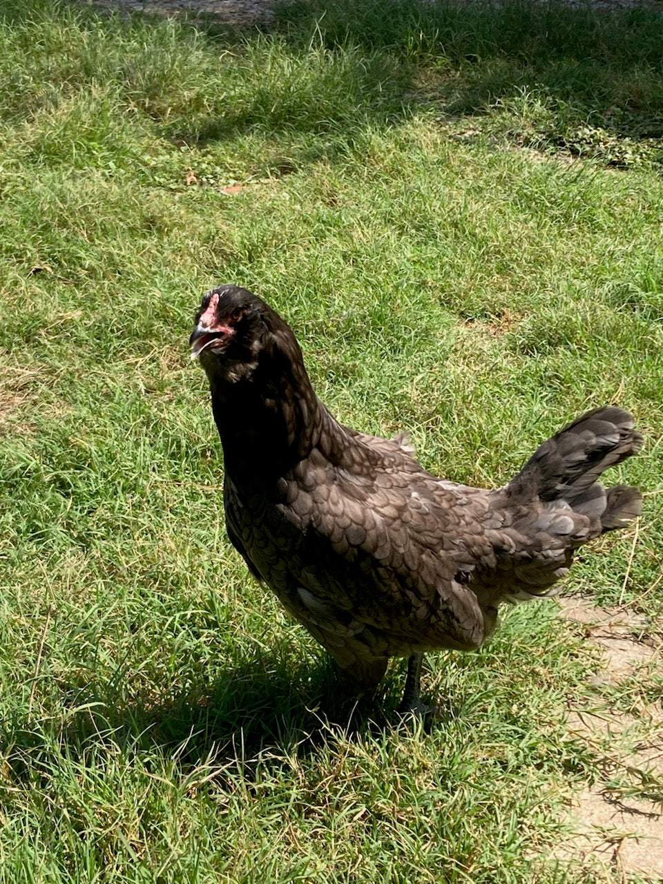 ***PREORDER***Americauna (Araucana) Pullet Day Old Chicks