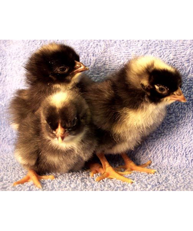 Blue Cuckoo Maran Pullet Chicks - Chocolate Eggs