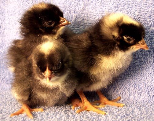 Blue Copper Maran Pullets Chicks (Hatch 2.3.2026)