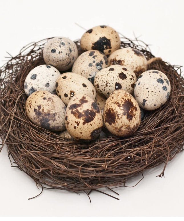 Fresh Quail Eggs Laid in the US