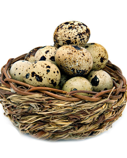 Fresh Quail Eggs Laid in the US