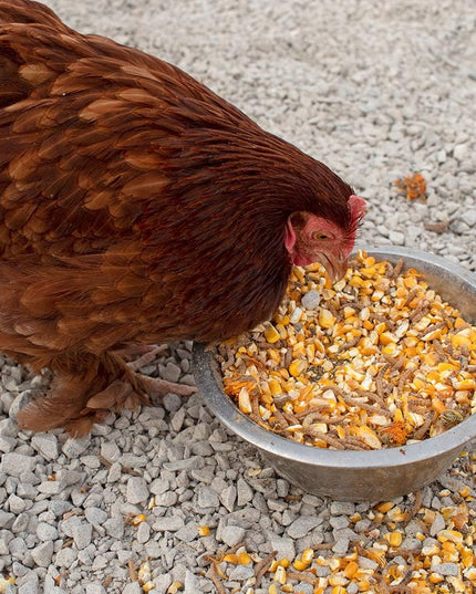 Pampered Chicken Mama 7 Pound Mystery Chicken Treat Bundle: 7 Different Treats Delivered To Your Door!