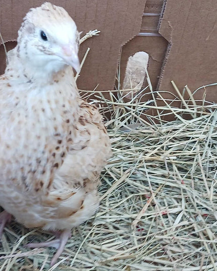 Jumbo Italian Quail Hatching Eggs