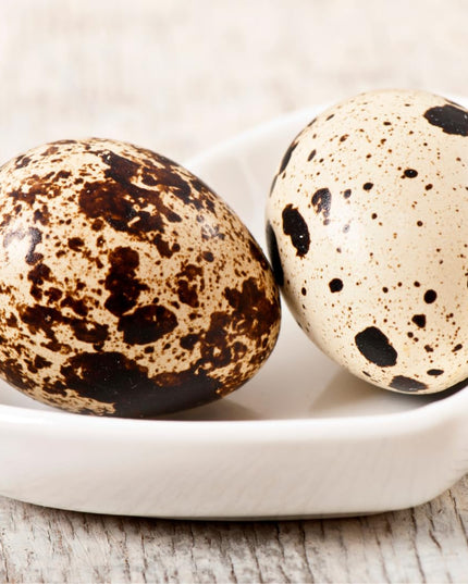 Empty Whole Eggshells Quail Eggs Hollowed - Set of 10 Cleaned Hollow Quail Eggs Perfect for Crafting and Decoration