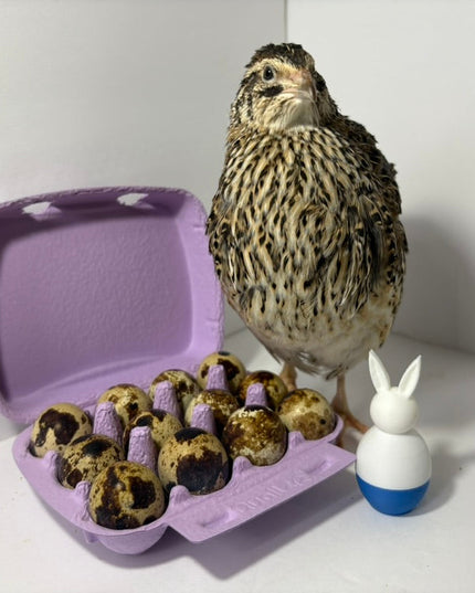 Fertile Quail Eggs – Choose Your Variety - (Online Only)