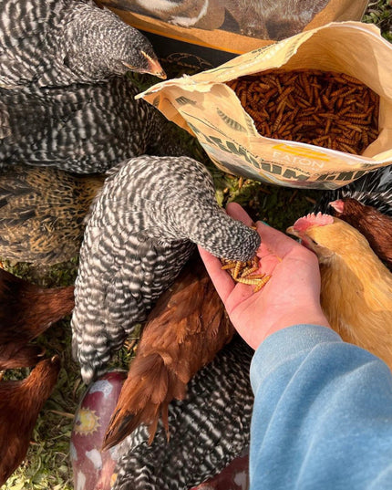 Premium Grubs, USA Grown Dried Black Soldier Fly Larvae, High Calcium Treat for Chickens, Ducks, Wild Birds