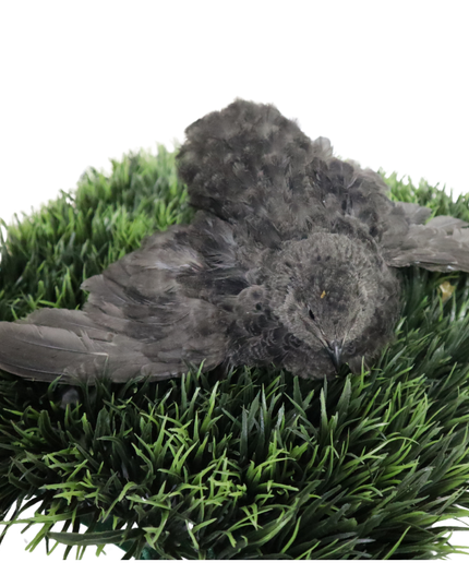 Black Quail Hatching Eggs - Pure Breed, Ideal for Aviary Hobbyists & Breeders