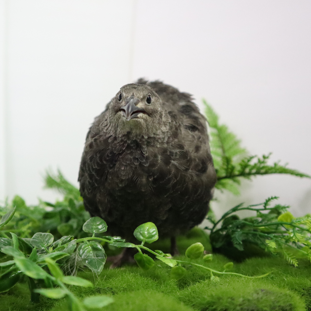 Black Quail Hatching Eggs - Pure Breed, Ideal for Aviary Hobbyists & Breeders