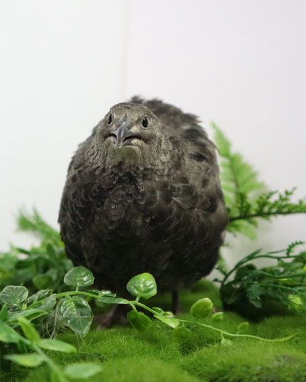 Black and White Edition Quail hatching eggs