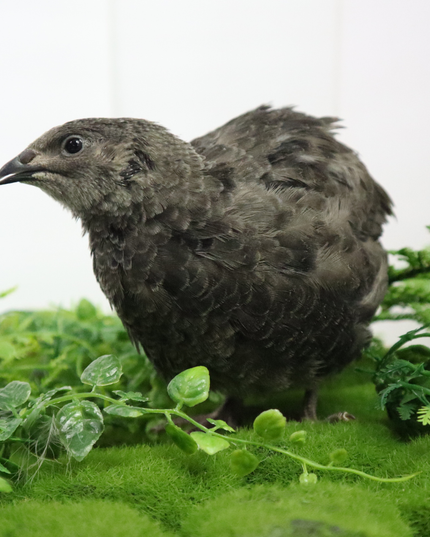 Black and White Edition Quail hatching eggs