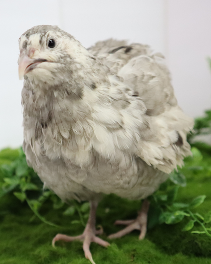 Andalusian Coturnix Quail Hatching Eggs - (Online Only)