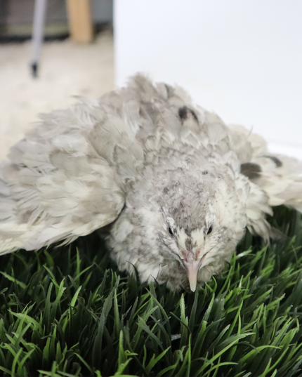 Andalusian Coturnix Quail Hatching Eggs - (Online Only)