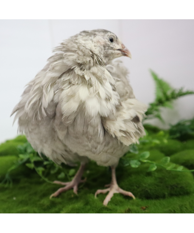 Andalusian Coturnix Quail Hatching Eggs - (Online Only)