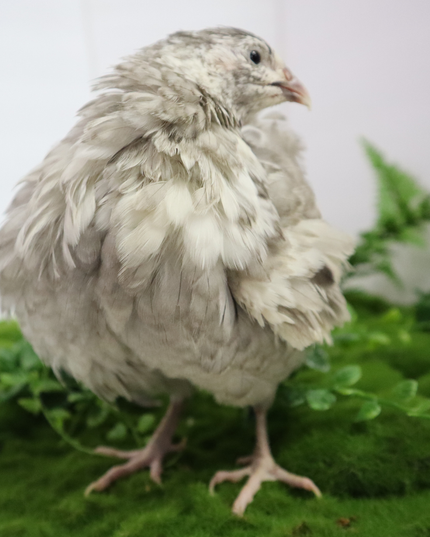 Fertile Quail Eggs – Choose Your Variety - (Online Only)