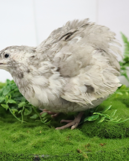 Andalusian Coturnix Quail Hatching Eggs - (Online Only)