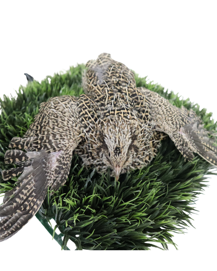 Autumn Sparkly Quail Hatching Eggs - (Online Only)