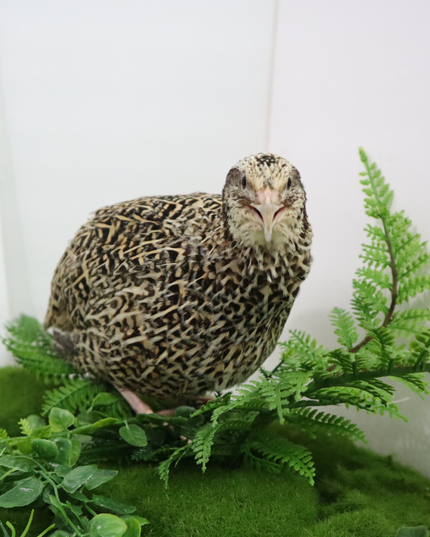 Fertile Quail Eggs – Choose Your Variety - (Online Only)