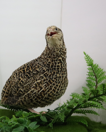Autumn Sparkly Quail Hatching Eggs - (Online Only)