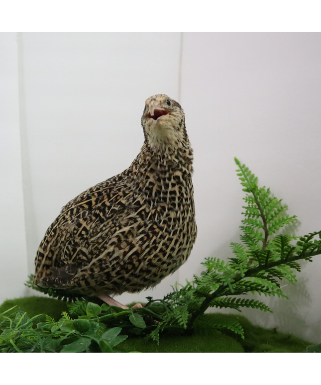 Autumn Sparkly Quail Hatching Eggs - (Online Only)