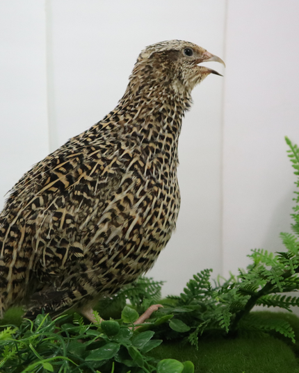 Autumn Sparkly Quail Hatching Eggs - (Online Only)
