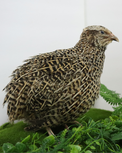 Autumn Sparkly Quail Hatching Eggs - (Online Only)
