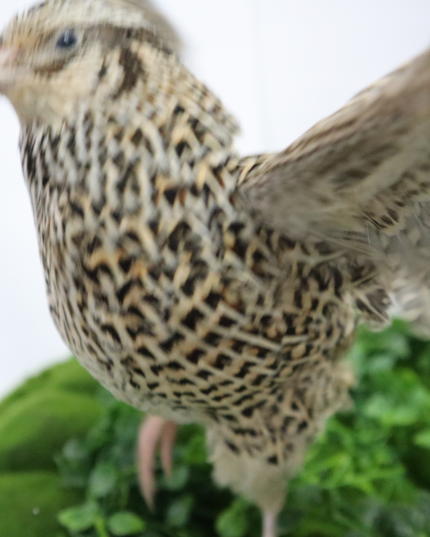 Autumn Sparkly Quail Hatching Eggs - (Online Only)