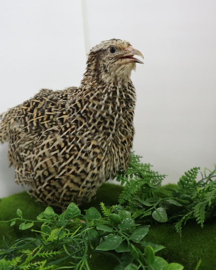 Autumn Sparkly Quail Hatching Eggs - (Online Only)