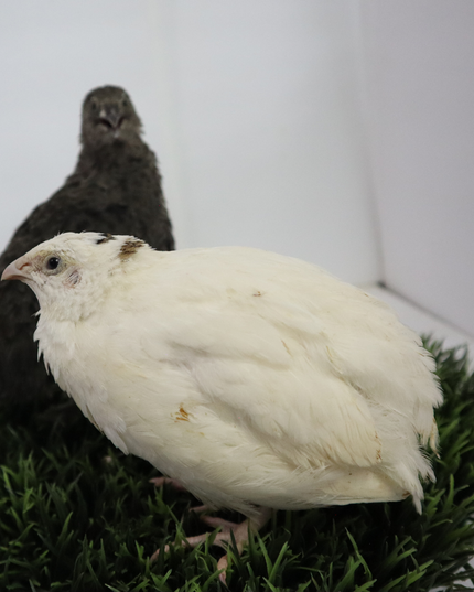Black and White Edition Quail hatching eggs