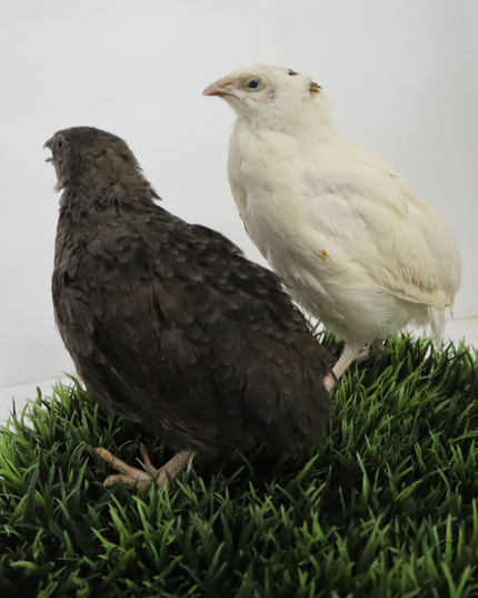 Black and White Edition Quail hatching eggs