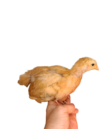 Buff Orpington Pullet Chicks