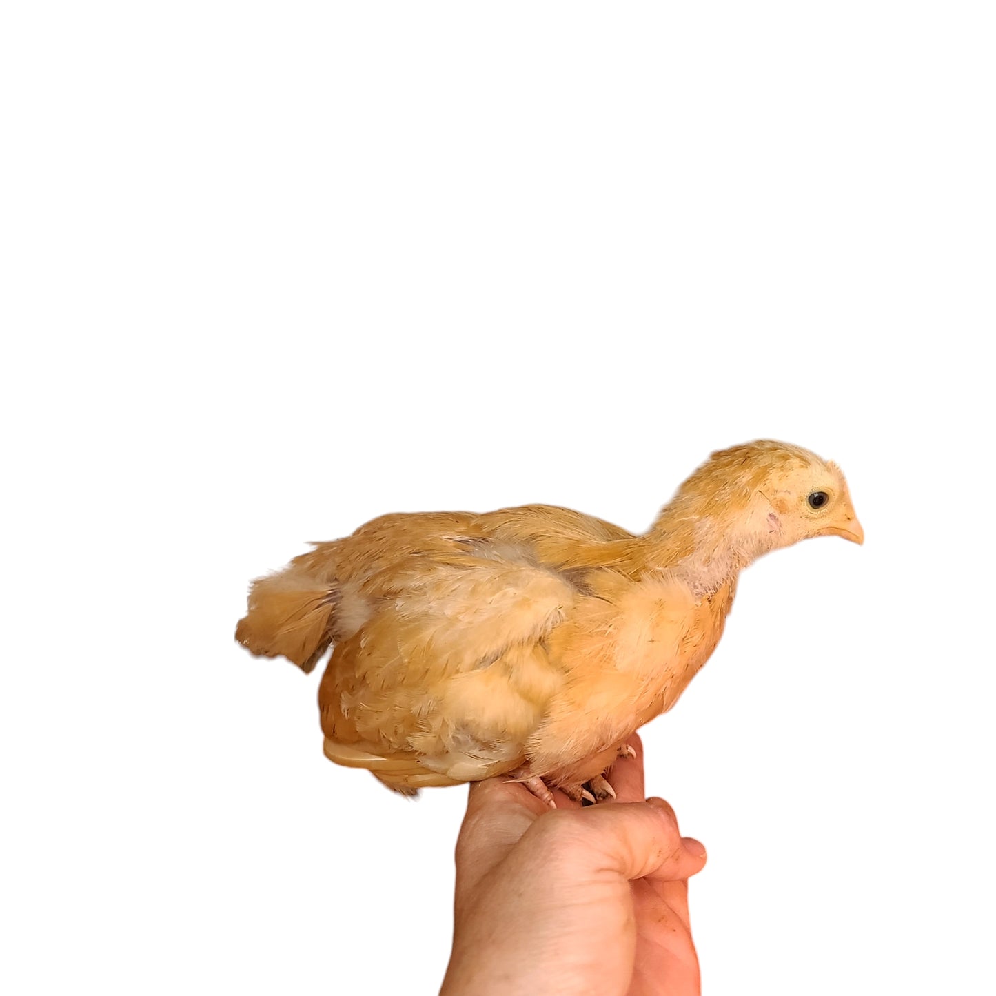 **PREORDER** Buff Orpingtons Day Old Chicks