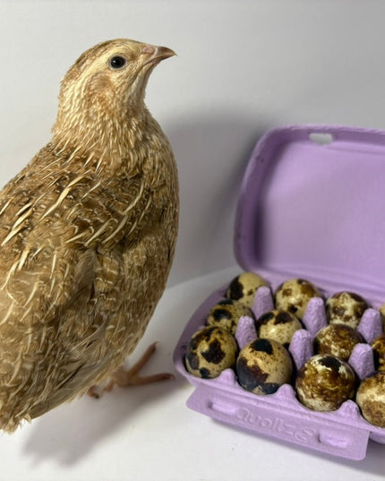 Fertile Quail Eggs – Choose Your Variety - (Online Only)