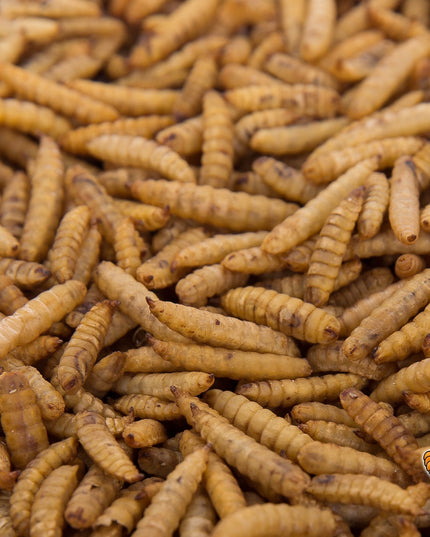 11lbs Chubby Dried Black Soldier Fly Larvae