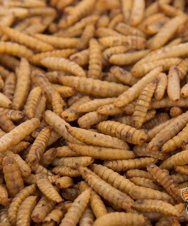 11lbs Chubby Dried Black Soldier Fly Larvae